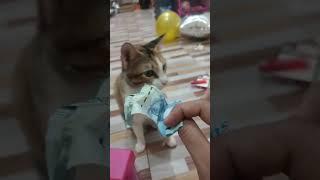 The cat brings the girl money on her birthday