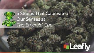 5 Strains That Captivated Our Senses at the Emerald Cup