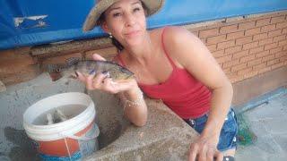 FERIADO NO RANCHOTEVE PEIXE E GALO CAIPIRA