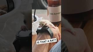 IS THAT A RAT? ️  #pets #subwayrat #cuterat #cutepets #Pattaya #coffeeculture #coffeeshop