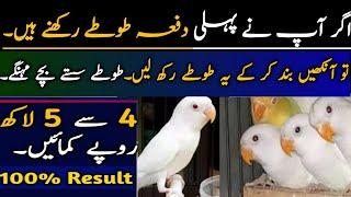 Sasti Pairing Se Behtareen Munafah How To Start Lovebirds Farming In Cheap Price  2 February 2023