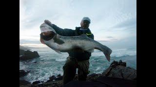 CAPTURA ROBALO  3XL  82kg. Sea bass.