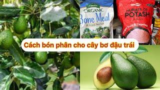 Cách bón phân cho cây bơ đậu trái