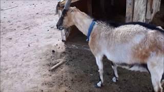 How to treat a goat with bloat