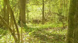 pa spring turkey