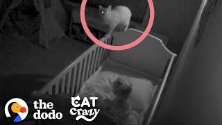Rescue Cat Sneaks Into His Sisters Crib At Night  The Dodo Cat Crazy