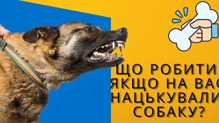 Що робити коли напала собака? Захист від собак  Корисні поради по самозахисту