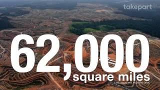 The Problem With Palm Oil  Fight for the Forests  TakePart