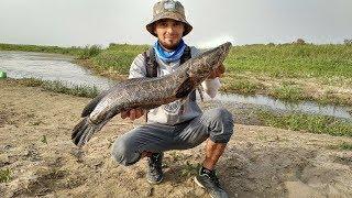 Ловля змееголова. Узбекистан  Catching snakehead. Uzbekistan