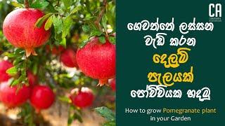 ගෙවත්තේ ලස්සන වැඩි කරන ගුණදායී දෙලුම් පැලයක් පෝච්චියක හදමු  How to grow Pomegranate plant