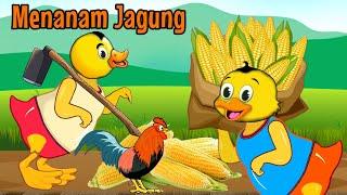 Lagu Anak - Menanam Jagung Dan Macam Macam Ayam - lagu Anak Lucu - animasi Ayam Dan Bebek