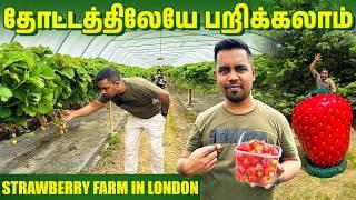  Strawberry Picking லண்டன் தோட்டத்தில் ஸ்ட்ராபெரி பறிக்கலாம்  London Tamil Vlog  Arnold Vlogs