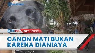 Terungkap Penyebab Kematian Anjing Bernama Canon di Aceh Singkil Bukan karena Dianiaya Satpol PP