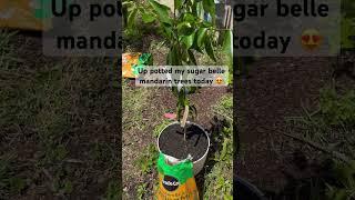 Sugar Belle Mandarin trees on swingle rootstock are resistant to citrus greening  #fruittrees