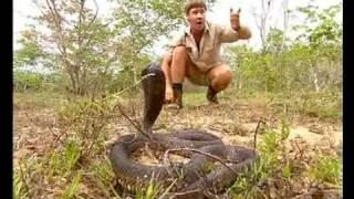 Africas Deadliest Snakes Part 1