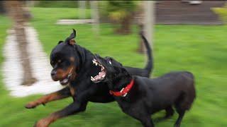 ROTTWEILER AYANT ATTAQUÉ UN CHIEN DE 25KG 