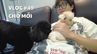 VLOG #49 CHÓ MỚI  duongfynn