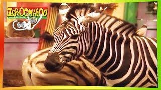 ZOBOOMAFOO - BEAUTIFUL HORSES  Full Episode  Animal Shows For Kids  TV Shows For Children