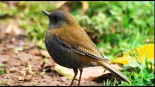 Birdsong Nightingales Song Nature Sounds