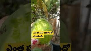 ఎంత పని జరిగిందో చూడండి  #fruits #notcovering #guava #terracegarden #ytshorts