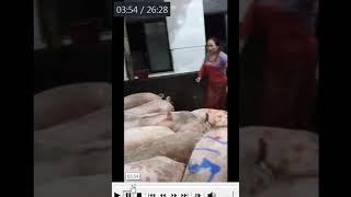 475 Butcher women before and after slaughtering pigs little previews