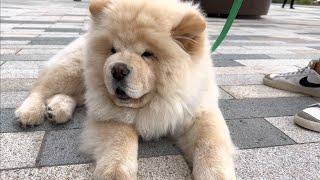   CUTE 4 MONTH OLD CHOW CHOW PUPPY EXTREMELY FLUFFY EXTREMELY CUTE EXTREMELY STUBBORN 4K