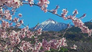 3 rutas para disfrutar de los Almendros en Flor  en Tenerife