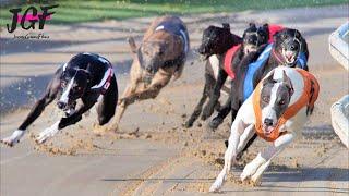 Greyhound Racing - Race of Champions. 