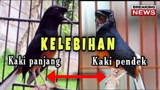 KELEBIHAN MURAI BATU KAKI PENDEK & KAKI PANJANG  EXORJM