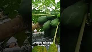 Amazing Technique to make Papaya tree super prolific and long Life span.