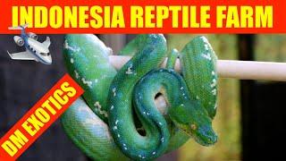 REPTILE FARM  INDONESIA