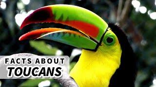 Toucan Facts BIG BEAK? No Problem  Animal Fact Files