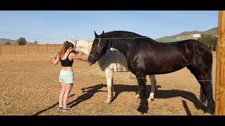 Phoenix the Friesian Learns the Spanish walk only for treats