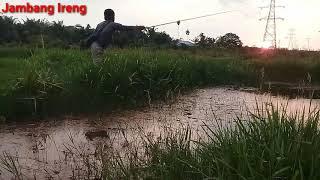 Mancing Ikan Sepat  #Jambang_Ireng