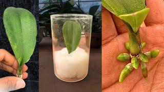 Magic tips to help a 1-leaf orchid take root immediately and produce many flowers