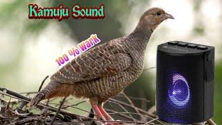 Kamuju Sound  Teetar Sound  100% Wark  Jodi & Female and Male