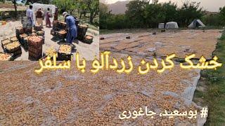 استفاده از سلفر برای خشک کردن زردآلو و صادرات به خارج از کشور using sulfur to dry fruits
