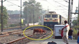 Live Accident  Speedy Train Hits Cow