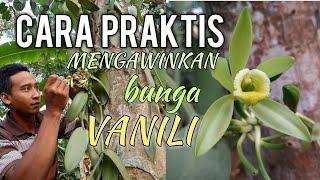 CARA PRAKTIS MENGAWINKAN BUNGA VANILI