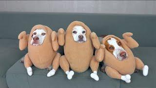 Funniest Dog Halloween Costumes Compilation Funny Dogs Maymo Potpie & Penny Trick-orTreat Bonanza