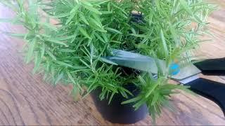 العنايه بنبات عطري اكليل الجبل او الروز ماري وطريقه اكثاره بالعقله how to grow rosemary