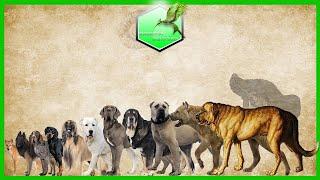 Dog Breeds Size Comparison LIVING EXTINCT