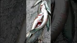 Hasil mancing serenteng ikan gabus