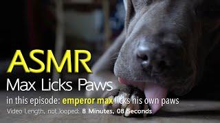 Max Licks Paws Part 1   ASMR DOG LICKING