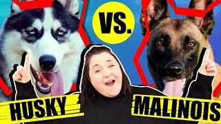 SIBERIAN HUSKY VS BELGIAN MALINOIS