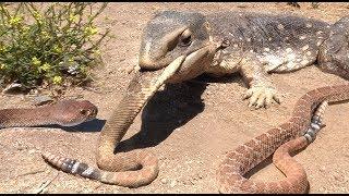 Lizard Finds RATTLESNAKES -- Eats Everyone