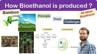 What is bioethanol fuel Bamboo? How it is produced? Principle steps and Benefits. Challenges.