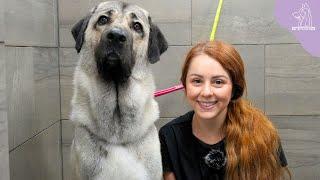 The Strongest Bite Force In The Dog Kingdom  Turkish Kangal