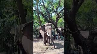 Punnathur Elephant Kotta #travel #templefestivalsofkerala #kerala