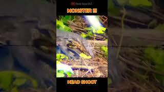 WOW  Monster Biawak Sampe Terk4p4r #shortsvideo #youtubeshorts #trending #viral